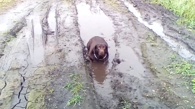 прощай моя любимая собака смотреть онлайн