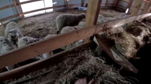 КОГО РОДИЛА ОВЦА ? ПОПОЛНЕНИЕ В ХОЗЯЙСТВЕ ! ХУТОР В ЛЕСУ №544