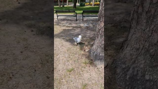 Seagull sitting on the Egg! We recognize it too late...😟