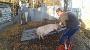 Убрали свинью/Огнемет и керхер в помощь