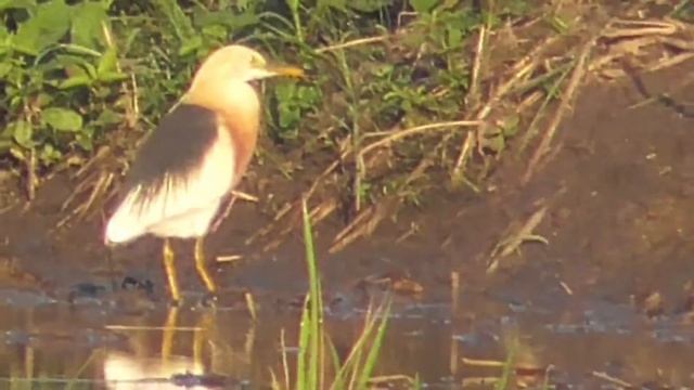 cinematic charm of birds animals смотреть онлайн