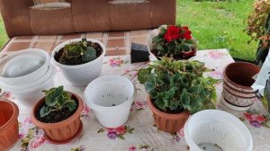 Осень. Начинаю заносить некоторые цветы домой