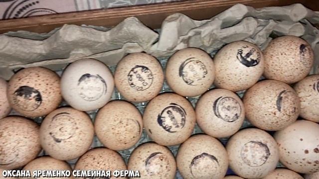 Инкубационное яйцо хайбрид конвертер / Новая закладка / Канада