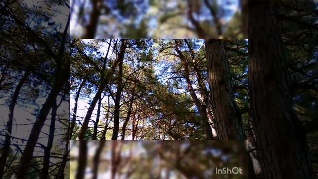 Крымский лес. Гостевой дом ЯНИ. Севастополь. смотреть онлайн