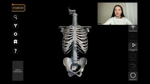 Анатомия   обзор костей, связок и мышц