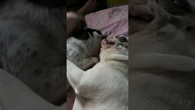 Чихуахуа умывает французского бульлога #shorts | chihuahua washes French bulldog