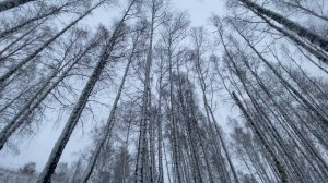 Relax. Снежные деревья 4К