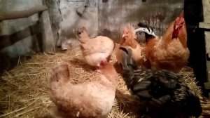 Царскосельская, Амераукана, Павловская породы кур!!!!, Куры моего хозяйства!!!