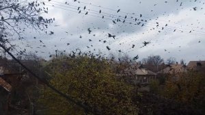 Невероятно большая стая птиц