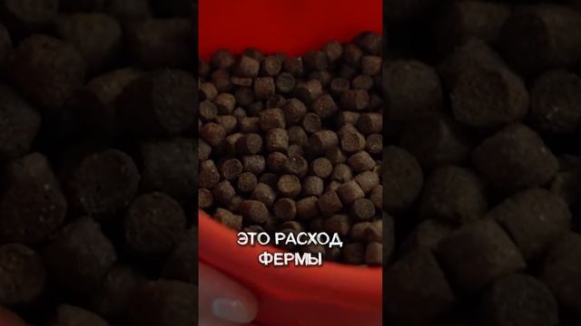 5 000 000 рублей в год на выращивании СОМА на ферме УЗВ!