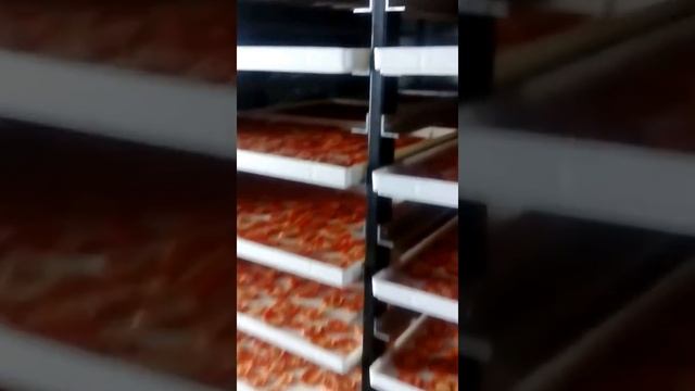 Лоток пластиковый для сушки овощей: МашПроМТехнологии смотреть онлайн