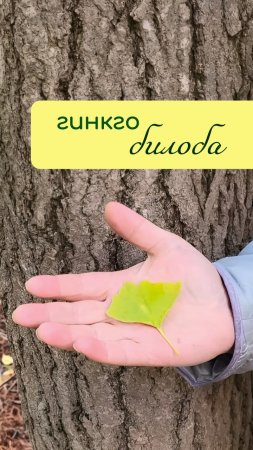 ГИНКГО билоба