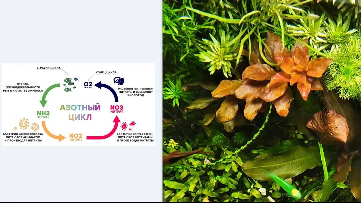 Азотный цикл, #БИО баланс, #бактерии в аквариуме. Теория, практика применения и личный опыт.