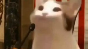 Чмокающий кот в суде (Pop Cat)