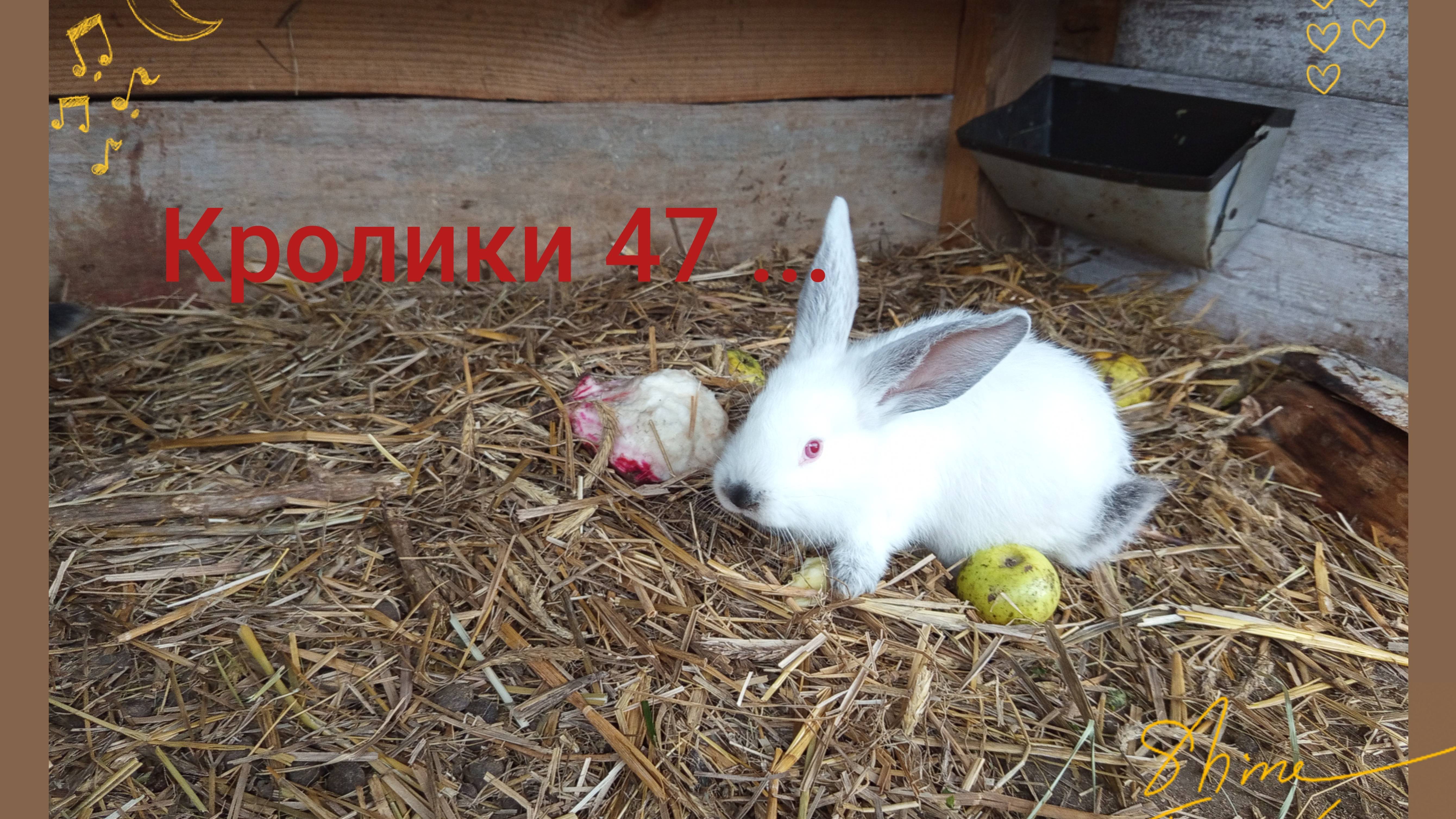Кролики 47 ...
хештег #сезон контента