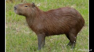 Капибара песня