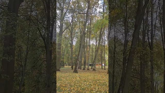 Природа готовится к зиме. Великий Новгород.
