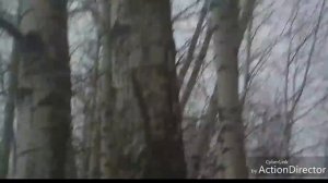 Охота на куницу с лайкой!!!