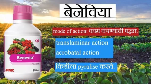 बेनेविया औषधाची माहिती |अळी थ्रिप्स साठी औषध| Benevia insecticide Dupont | बेनेवीया कीटनाशक. смотреть онлайн