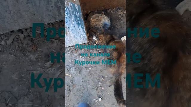 Ребят видео для разлечения! #Феликсита #котики