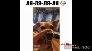 Собака поёт ля-ля-ля-ля