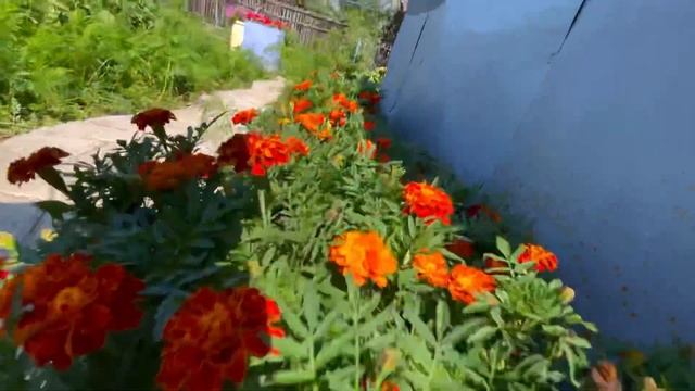Острые куриные крылышки на мангале от которых я в восторге