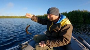 ЩУКИНА МАМКА АТАКУЕТ ИЗ ПОД ЛОДКИ !!!   м Петряево, Спининг с лодки