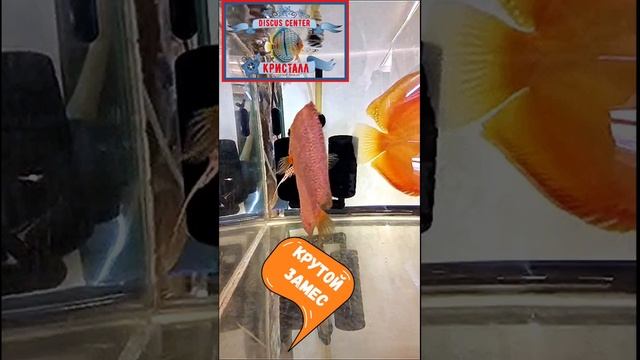 Делаем крутых рыбасов!