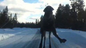 лось напал на человека