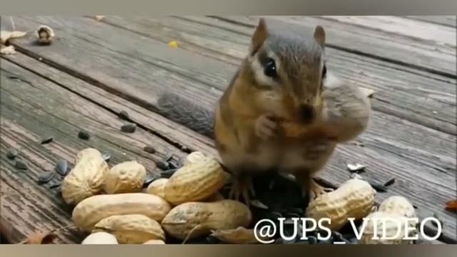 ЛУДШИЕ ПРИКОЛЫ С ЖИВОТНЫМИ 2018 смотреть онлайн