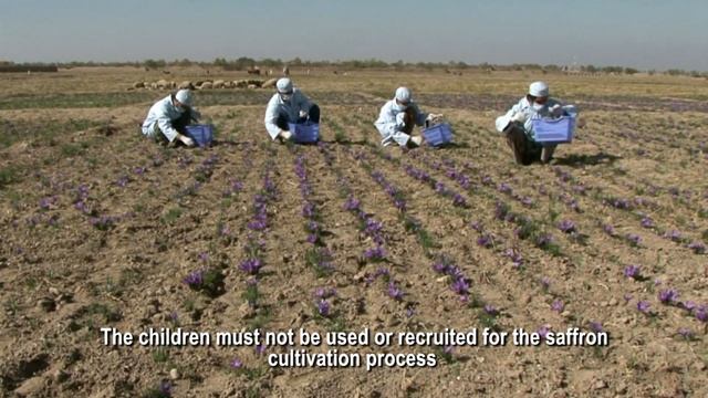 Saffron Processing And Educational Film
