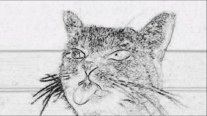 Из одного дня кота)