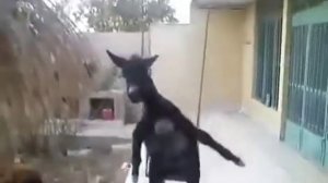 Поющий козел