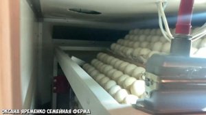 СТИМУЛ, МУЛЬТИЛАЙФ, НБФ, сравнение, закладка яйца