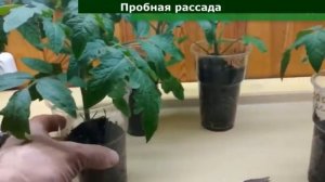 Рассада вытянулась. Что делать?