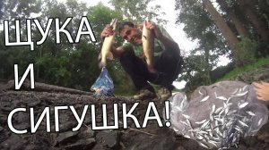 Рыбалка на кастинговую сеть! Ловля щуки и Сигушки!