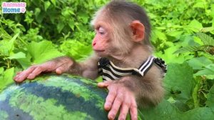 Monkey BiBi cooks breakfast and helps dad sell fruit