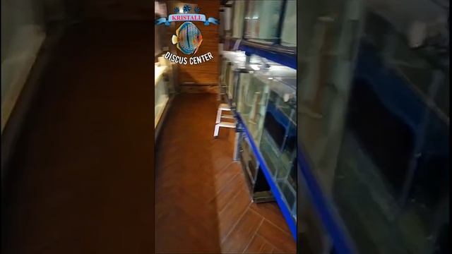 Крест Голд Альбино и Батерфляй!