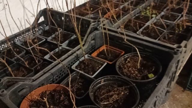 Гортензия.Зимнее хранение саженцев метельчатой гортензии.