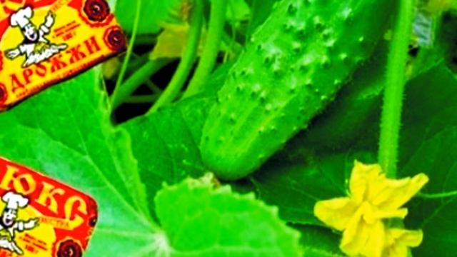 Как делать подкормку дрожжами ПОШАГОВАЯ ИНСТРУКЦИЯ