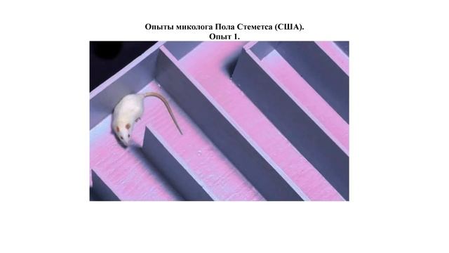 КАК СОХРАНИТЬ МОЛОДОСТЬ МОЗГА ДО ГЛУБОКОЙ СТАРОСТИ С ПОМОЩЬЮ ПРОДУКЦИИ БИОЗАН