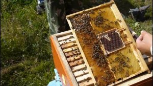 Искуственный вывод маток от А до Я.Вывод маток у нас на пасеке.