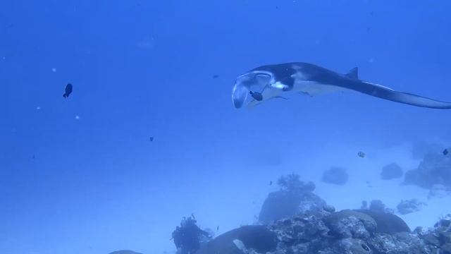 Manta Ray смотреть онлайн