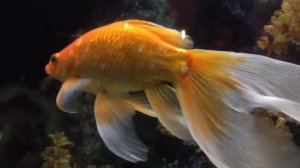 Золотая рыбка Люблю рыб