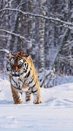 A Rare Encounter_ Amur Tigers Cross Paths in the Wild