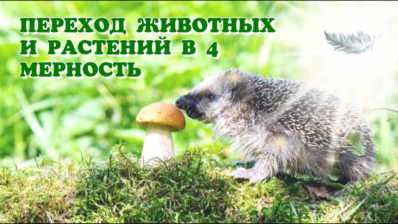 ПЕРЕХОД ЖИВОТНЫХ И РАСТЕНИЙ В 4 МЕРНОСТЬ #животные #осознанность #4d #растения