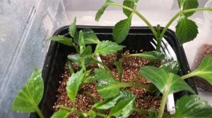 Начинаем раннее черенкование георгинов: простые советы и подсказки