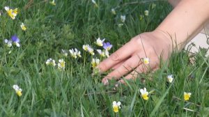 Басырова Айгуль   Сагыну жыры