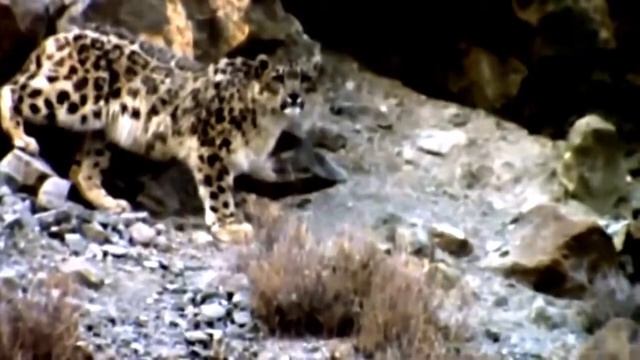 National Geographic Wild || The Snow Leopard Attacks Full Documentary HD смотреть онлайн