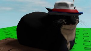 Maxwell cat
